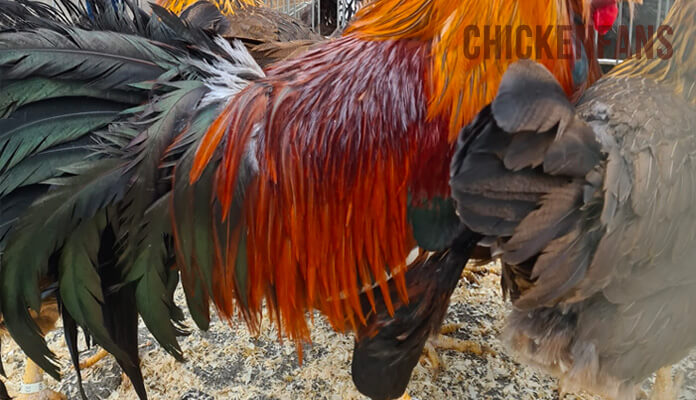 Rooster chicken with long saddle feathers