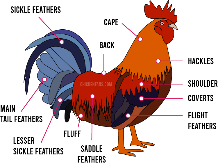 Rooster plumage with feather groups: hackles and cape, back and saddle feathers, wing consisting of shoulder, coverts and flight feathers, the tail consists of sickle feathers, main tail feathers and lesser sickle feathers, on the bottom of the chicken there is the fluff