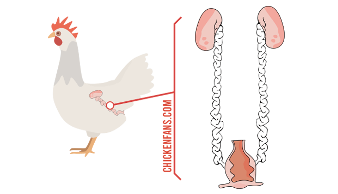 rooster reproductive organs
