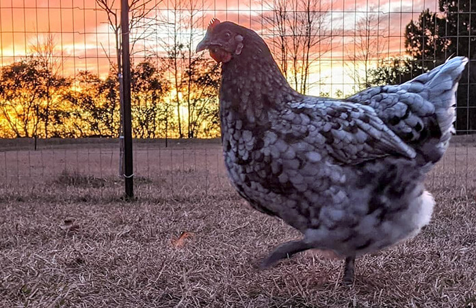 free ranging sapphire gem chicken in the sun