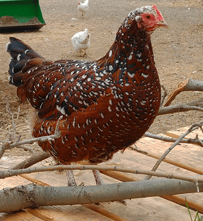 sussex chicken