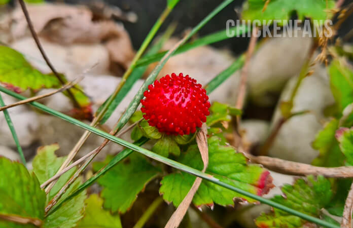 wild strawberry with leaves