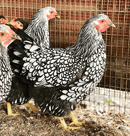 silver laced wyandotte chicken