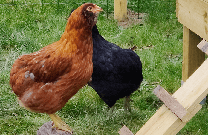 two araucana hens