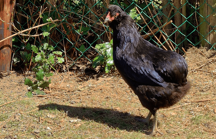 one black araucana hen