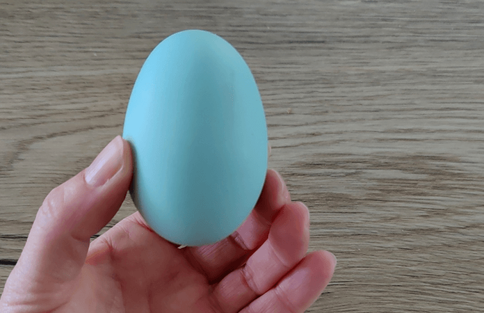 a blue araucana egg