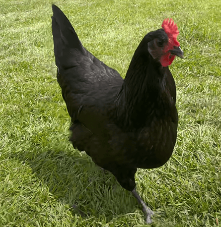 an australorp chicken