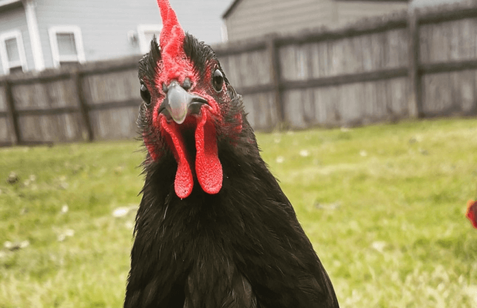 Black Australorp Chicken