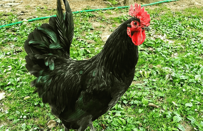 Black Australorp rooster