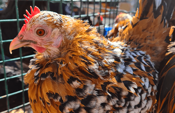 Belgian d'Anvers chicken in millefleur pattern