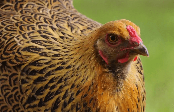 brahma chickens