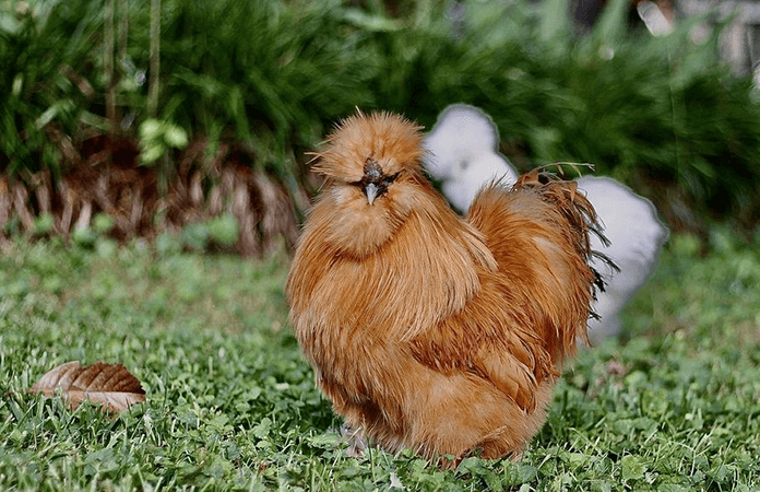 buff silkie chicken