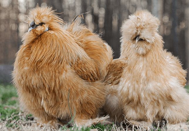 Two buff silkies