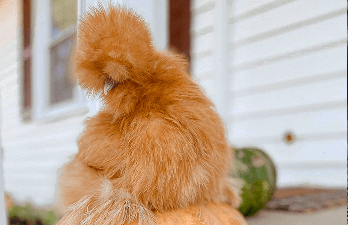 buff silkie hen