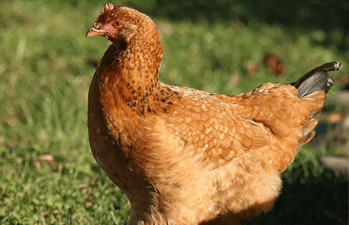 a calico princess chicken