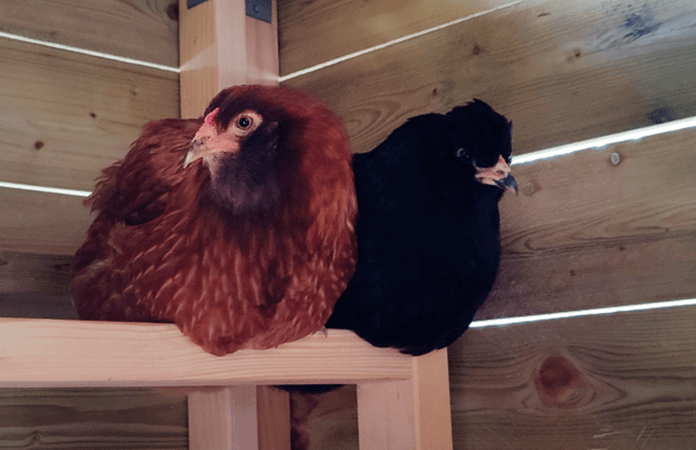 Chickens roosting