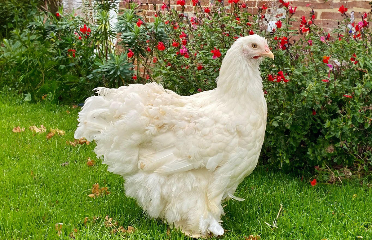 a cochin chicken