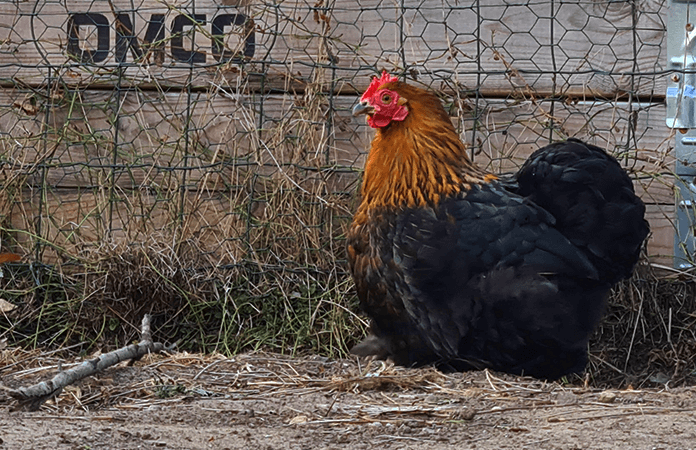 cochin bantam