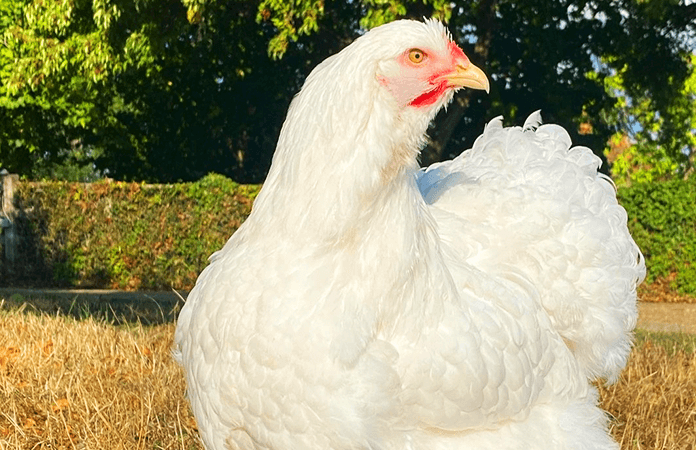 White Cochin Chicken