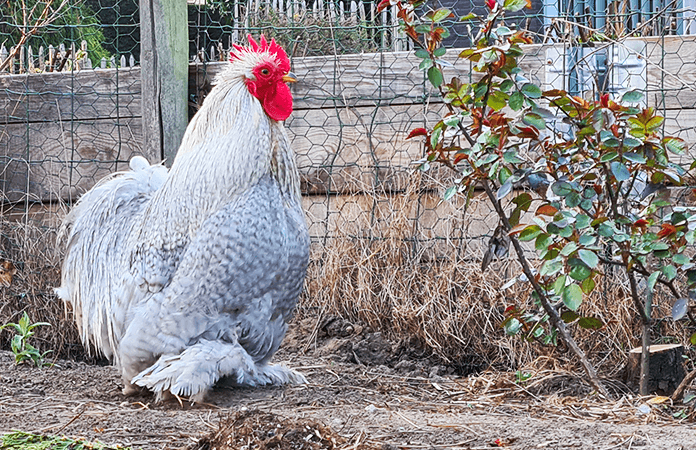 Cochin rooster