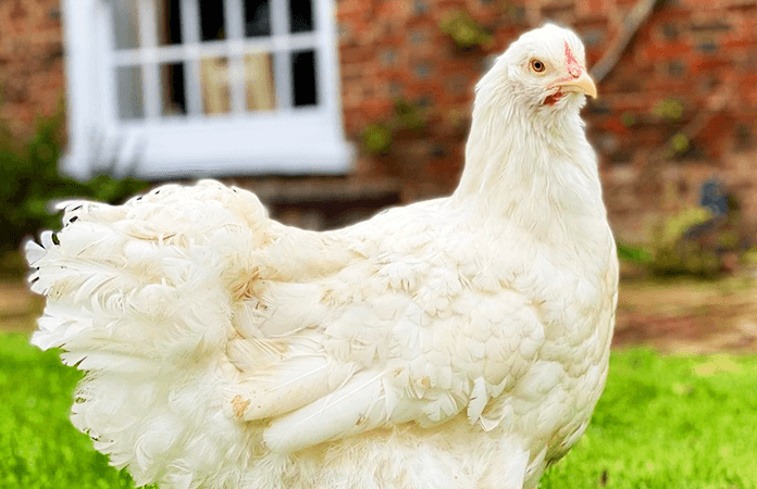 a large and fluffy cochin chicken