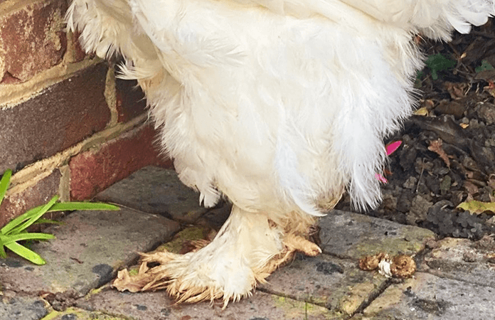 Feathered feet of a cochin chicken