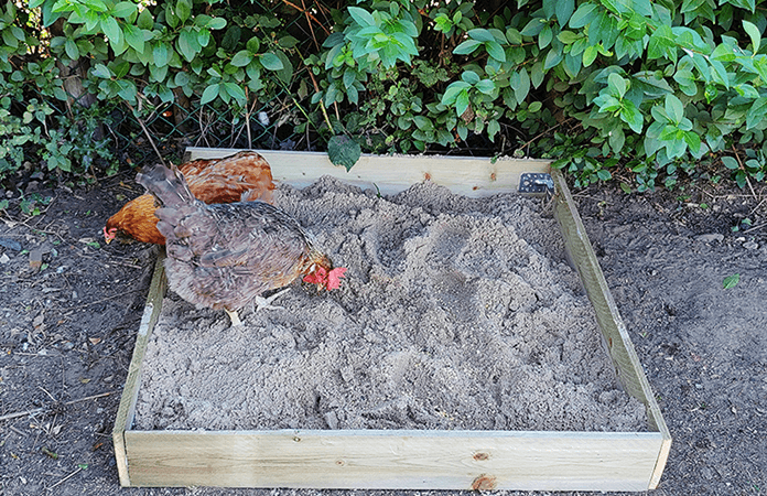 chickens in a diy dust bath