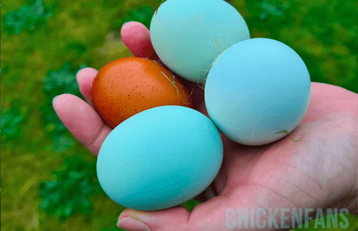 colorful eggs