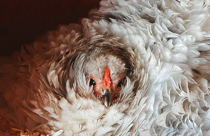 close up of a Frizzle hen sitting on eggs