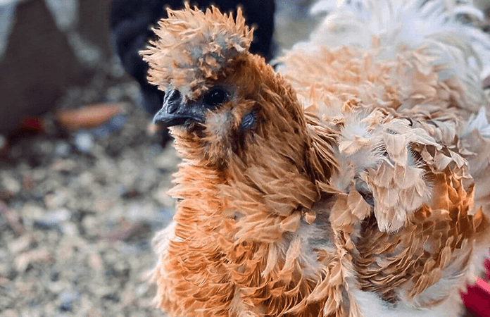 Frizzle chicken