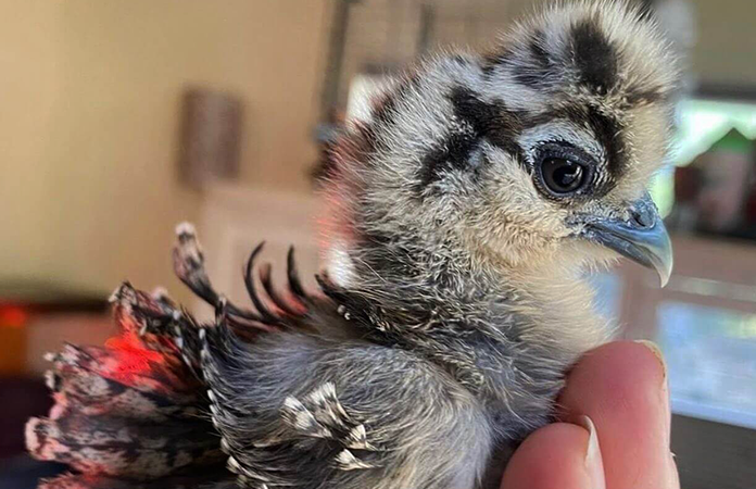frizzle chick