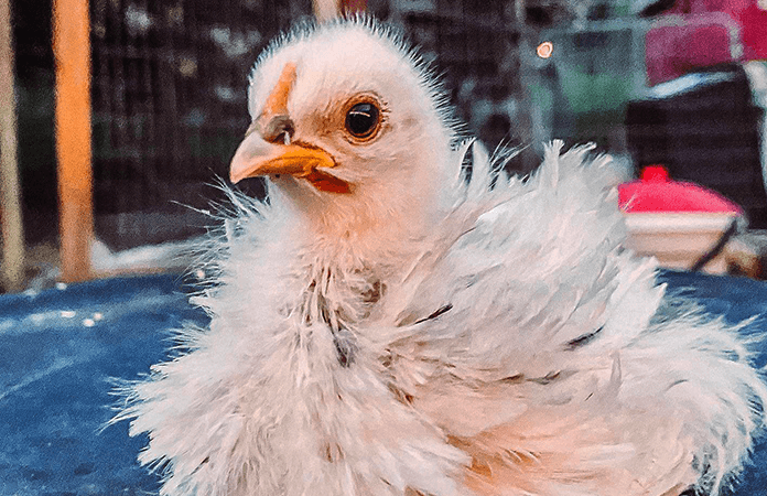 Frizzle chick