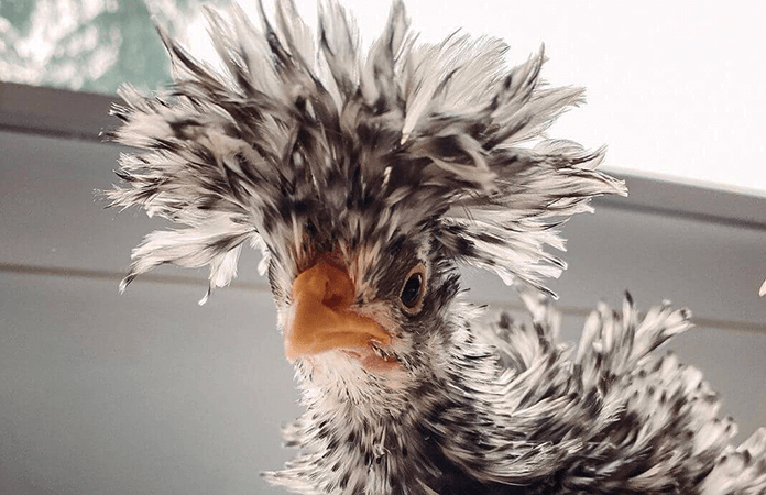 frizzle chick close up