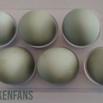 green colored eggs