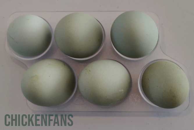 green colored eggs