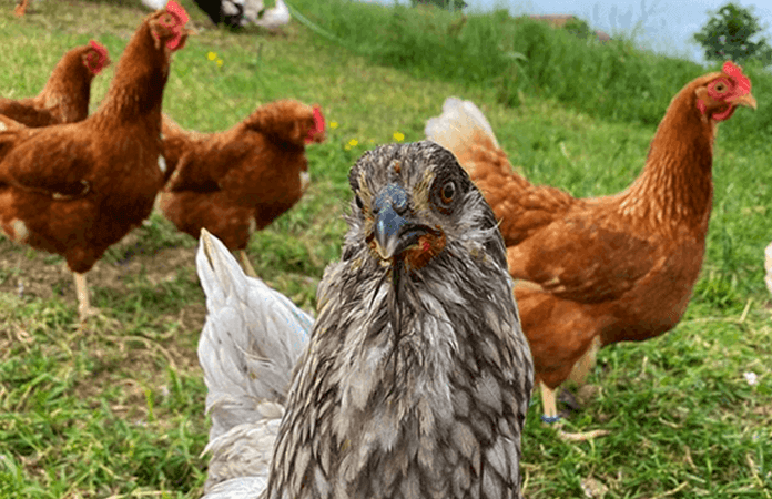 a green queen chicken