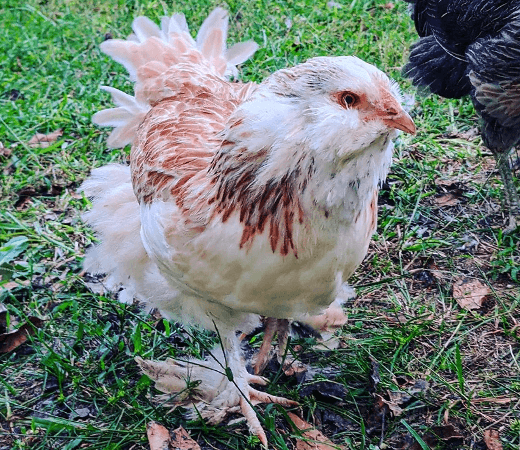 Green Queen chicken free-ranging.