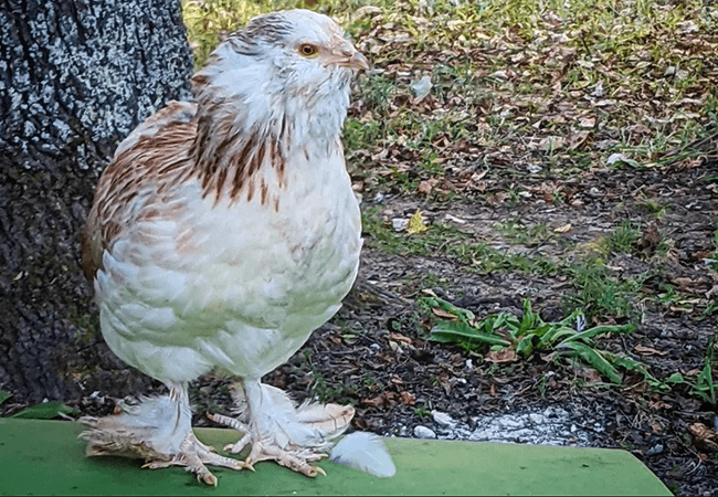 Green Queen chicken.