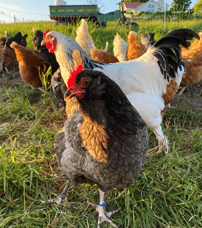 A Green Queen chicken free-ranging.