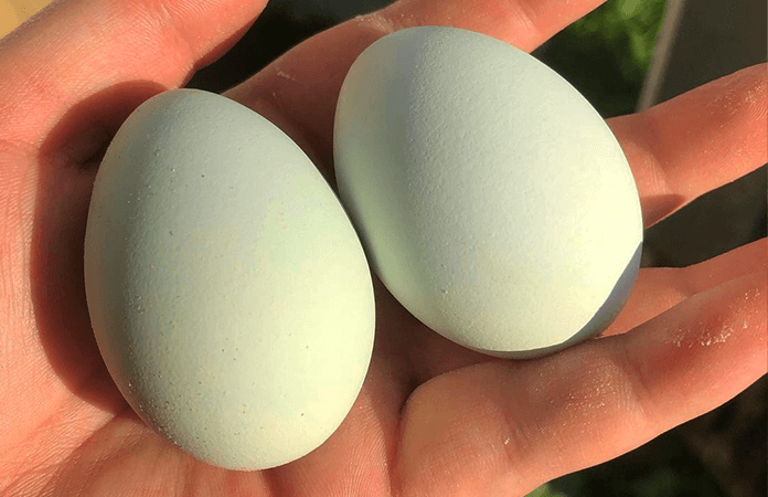 the eggs of a green queen chicken, a chicken that lays colored eggs