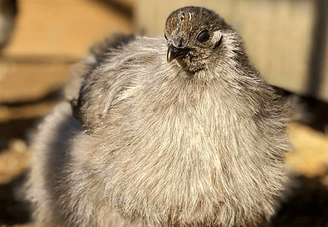 woolly hemedora pullet