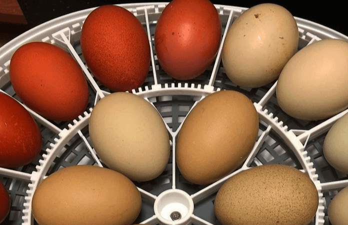 An incubator hatching chicken eggs