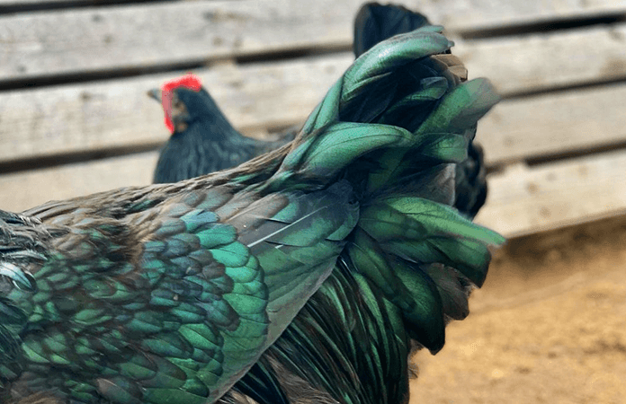 The black feathers of a Jersey Giant with its green sheen