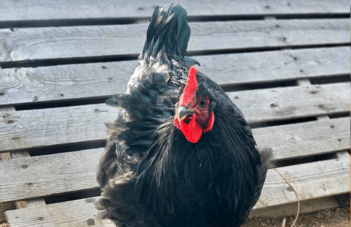a jersey giant chicken, the largest black chicken