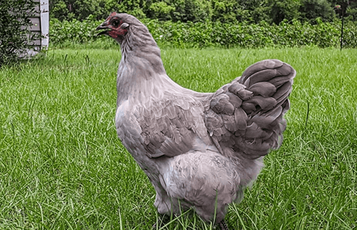 Lavender Orpington hen