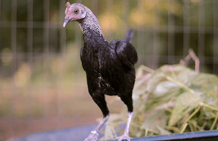 modern game bantam chicken