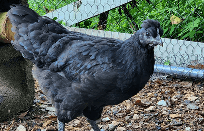 mystic onyx chicken, a hybrid black chicken