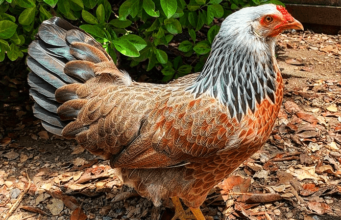 a prairie bluebell egger, a chicken that lays colored eggs