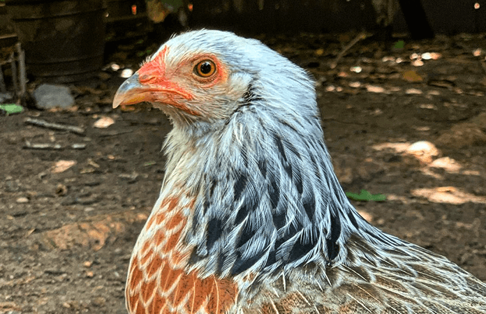 prairie bluebell egger hen