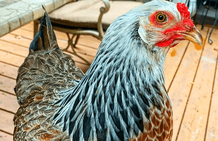 prairie bluebell egger hen